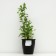Boof bell "Carolina", pot C3, 1 pc, spring 2024