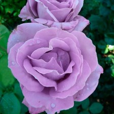Seedling rose 