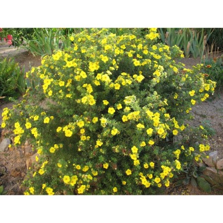 Sahenian Lapceta shrub "Golden Flight", pot P9, Summer 2024