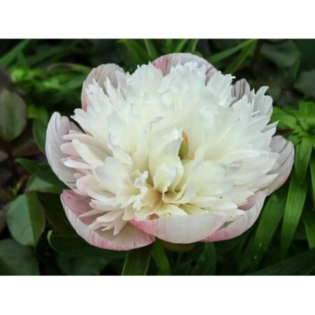 PION Milk Center Officials Alba Palen, Pot C3, 1 pc, Summer 2024