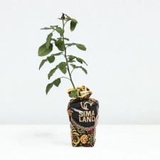 Саженец Роза Дьяблес Де Мэрс, шраб-роза, Горшок 2 л., Лето 2024