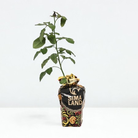 Seedling rose Dyababe de Marce, Shrab-Rosa, pot 2 l., Summer 2024