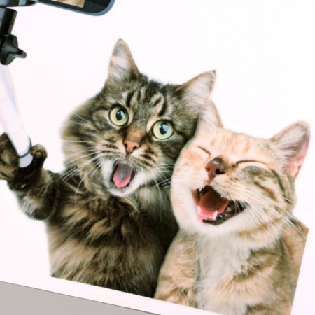 Stick 3D interior cats 30*30cm-1