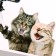 Stick 3D interior cats 30*30cm