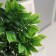 Bonsai in the pot "Auakuba premium" 20x9 cm,