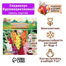 Гладиолус крупноцветковый смесь сортов р-р 8/10, 7 шт,