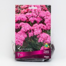 Sedum 