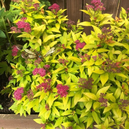 Spirea Japanese Kandlite, C2 pot, H10-50 height, 1 pc, summer 2024