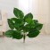 Artificial bush "Singonium" 65 cm