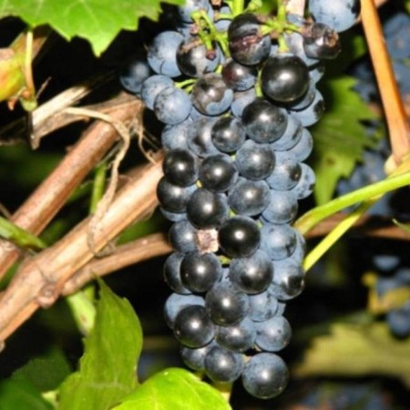 Grapes seedlings "Mukuzani", tube, spring 2025