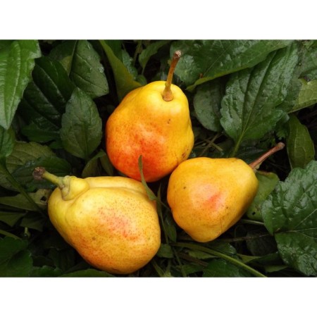 Sahenian pear Valentina, pot 2l., Summer 2024
