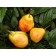 Sahenian pear Valentina, pot 2l., Summer 2024