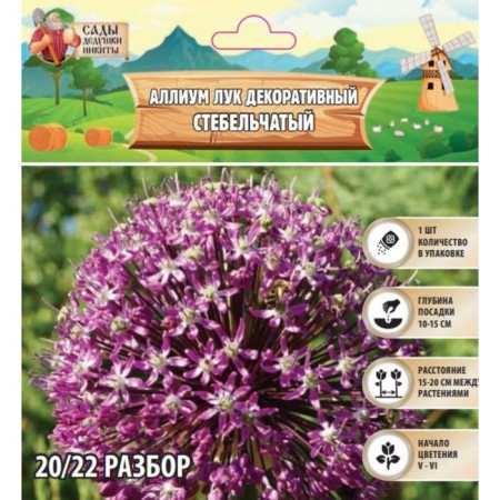 Allium onion decorative stem, rr 20/22, 1 pc, autumn 2024