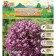 Allium onion decorative stem, rr 20/22, 1 pc, autumn 2024