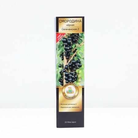Currant Black Prospective varieties "Selechenskaya - 2", tube, 1 pc, spring 2025-1