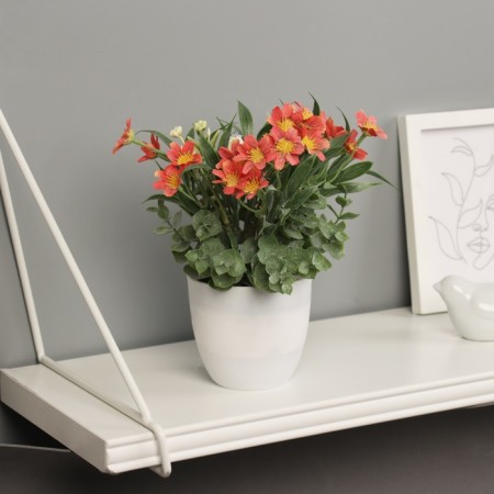 Bonsai in the pot "Freesia Premium Extra" 21x9 cm, mix
