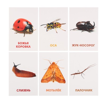Developing cards "insects"-5