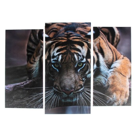 The modular picture "Tiger look" (2-25x52; 1-30x60) 60x80 cm