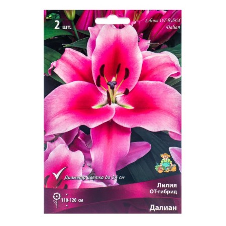 Lilies from hybrids Dalian, 14/16 rr, 2 pcs. 110-120 h (cm), autumn 2024