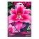 Lilies from hybrids Dalian, 14/16 rr, 2 pcs. 110-120 h (cm), autumn 2024