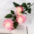 White-pink