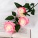 Artificial flowers "Rosa Zhanna" 10x61 cm, white-pink