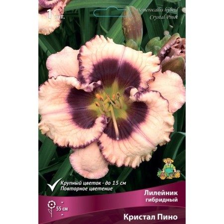 Lilenik hybrid crystal Pino, I rr, 1 pc. 55 h (cm), autumn 2024