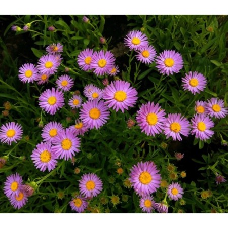 Alpine Astra "Weiss", P9 pot, 1 pc, spring 2024