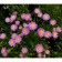 Alpine Astra "Weiss", P9 pot, 1 pc, spring 2024