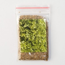 Семена Петрушка "Фитнес", листовая, Greenomica, 10 г