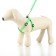 Set "Basis", leash 120 x 1.5 cm, OG 32-46 cm, green