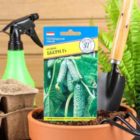 Cucumber seeds "Bjern", F1, 5 pcs.