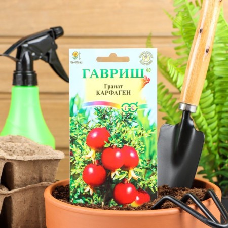Seeds of indoor flower grenades "Carthage", 5 pcs.