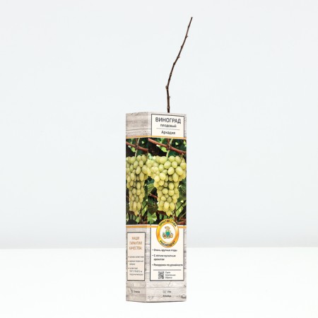 Fruit grapes "Arkady", tube, 1 pc, spring 2024-1
