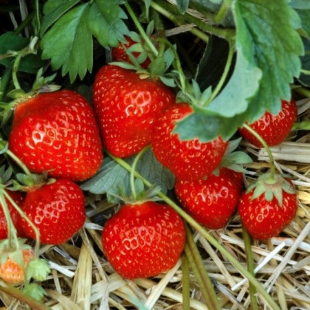 Strawberry seedlings of Frigaro (figaro) a (9-15 mm), p9 pot