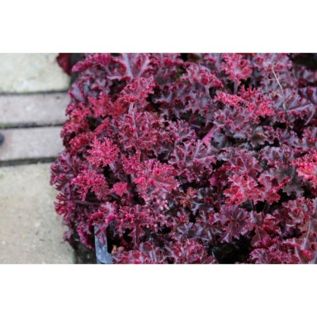 Heichera (Heuher) fine-flowered melting fireflower, rr I, 1 pc, spring 2025