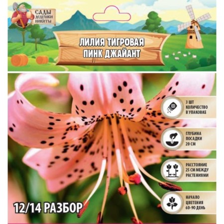 Lilia Tiger "Pink Jayant", rr 12/14, 3 pcs, spring 2024