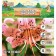 Lilia Tiger "Pink Jayant", rr 12/14, 3 pcs, spring 2024