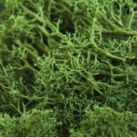 The moss stabilized "dark green" 45 gr (+-5 gr).-1