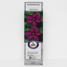 Clematis large -flowered 