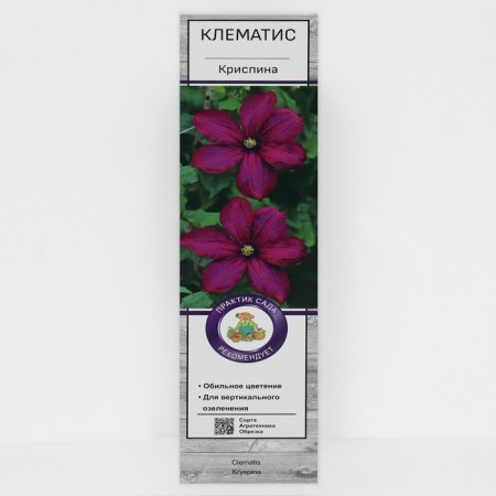 Clematis large -flowered "Chrispin", 1 pc, tube, spring 2025