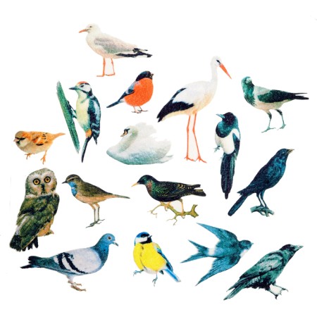 Game - designer "Studying birds" 16 details-4