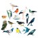 Game - designer "Studying birds" 16 details