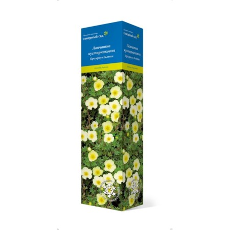 Lapceta shrubby (series Northern Garden) "Primrose Bjuti" 1 pc, tube, spring 2025