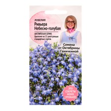 Flowers of Lobelia flowers 