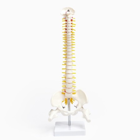Ladmer's model "Human spine" 44*12cm-7