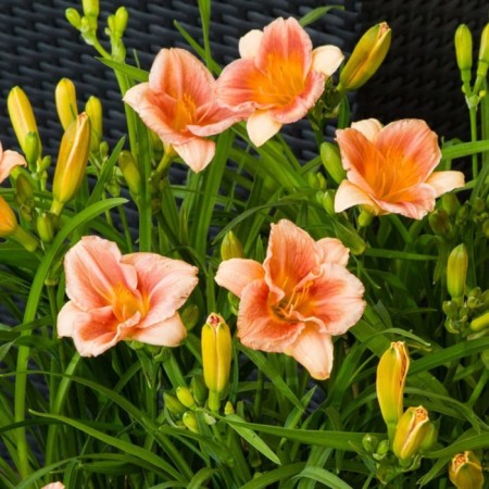 Lilenik hybrid eeverelili Seriz, C2 pot, H10-50 height, 1 pc, summer 2024