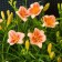 Lilenik hybrid eeverelili Seriz, C2 pot, H10-50 height, 1 pc, summer 2024