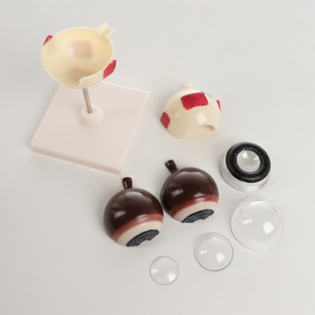 Madame "Eye of a Human" isolate 17*12*12cm-5