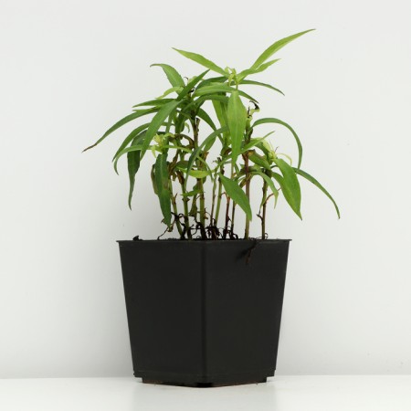 Astra shrub "Alice Haslem", P9 pot, 1 pc, spring 2024-1